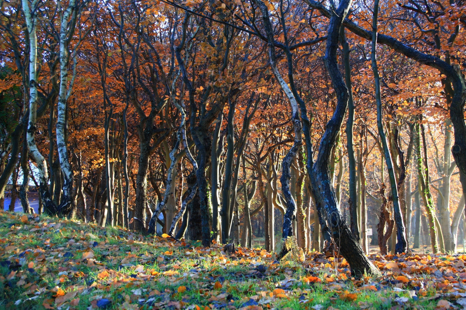 Herbstwald