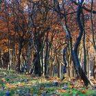 Herbstwald