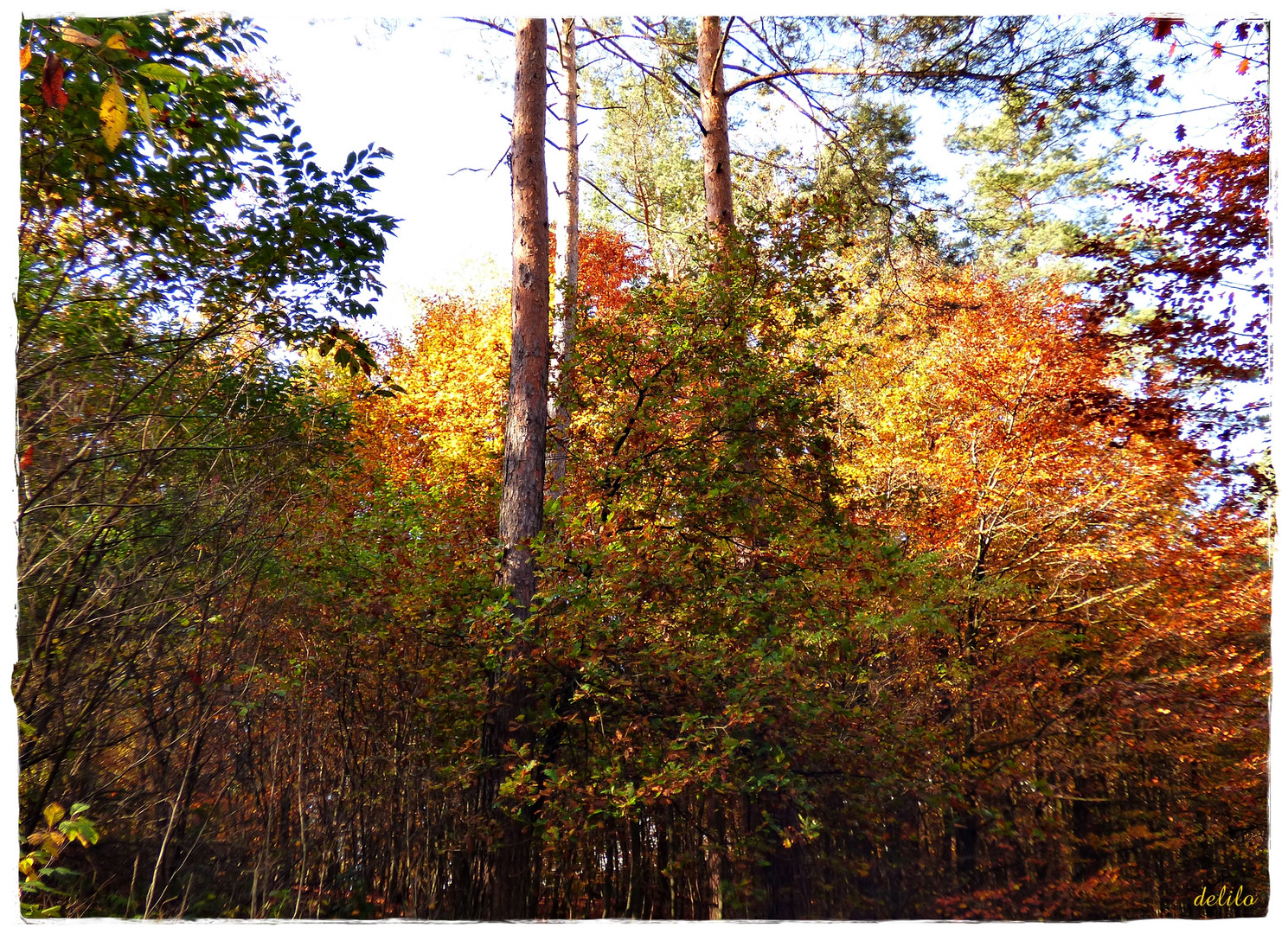 Herbstwald