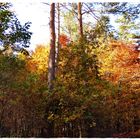 Herbstwald