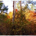 Herbstwald