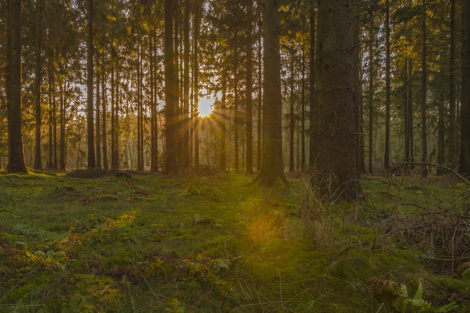 Herbstwald