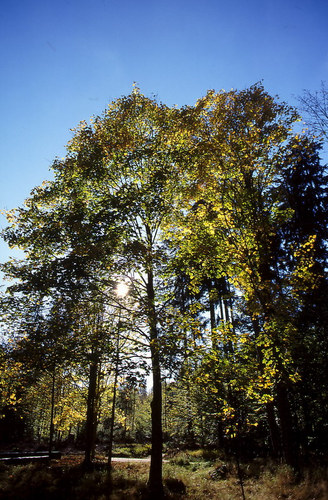 Herbstwald