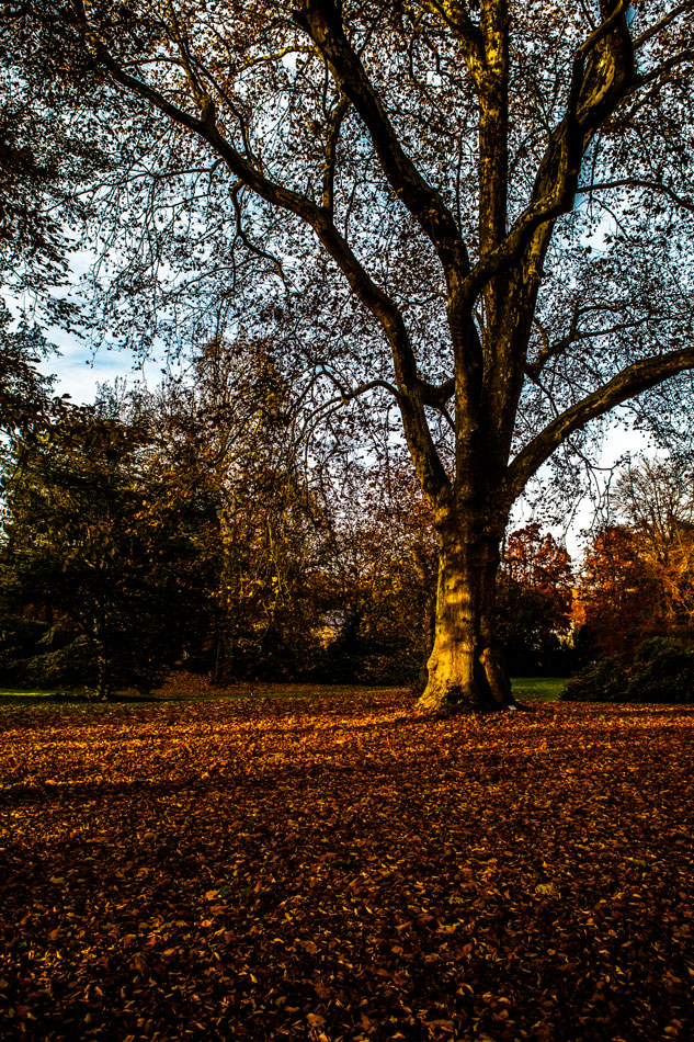 Herbstwald