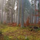 Herbstwald