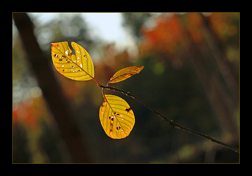 Herbstwald