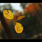 Herbstwald