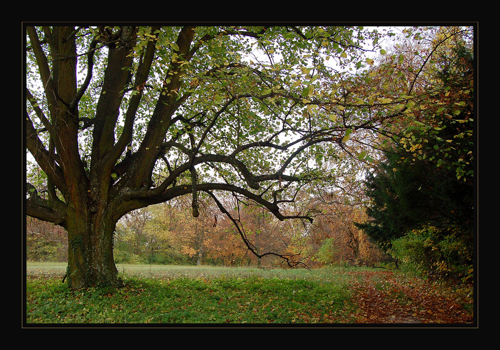 Herbstwald