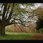 Herbstwald