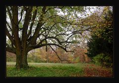 Herbstwald