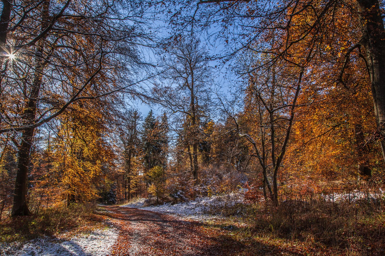 Herbstwald