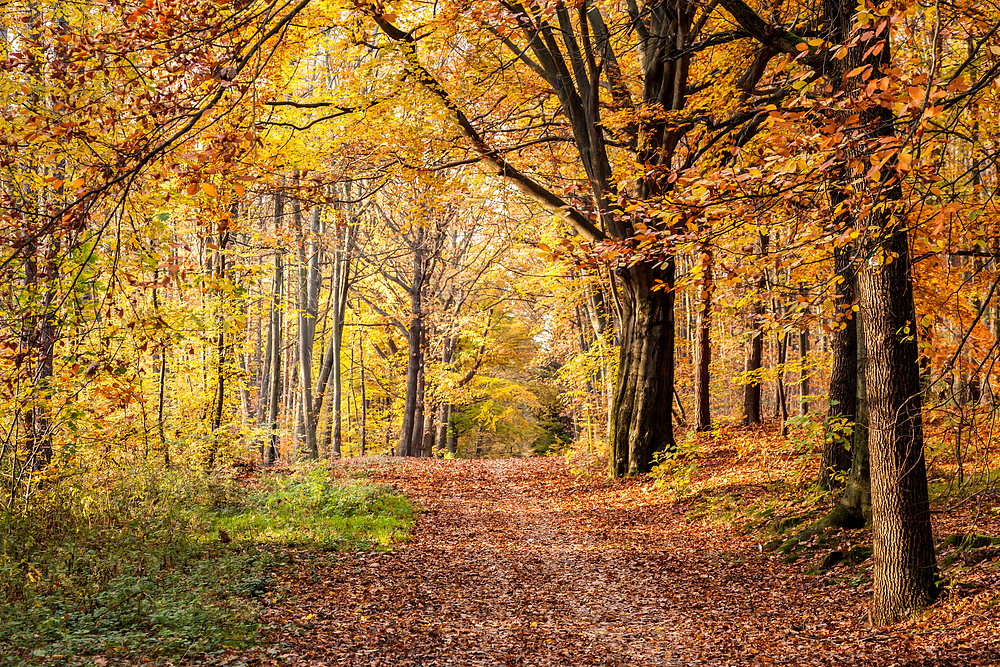 Herbstwald