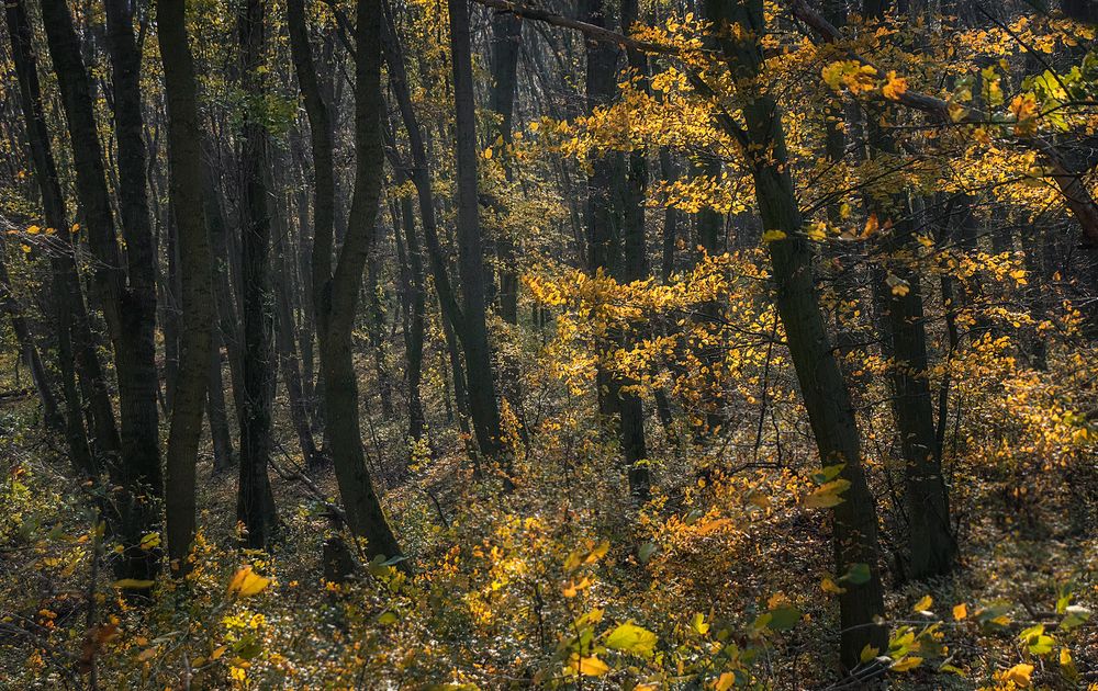 Herbstwald