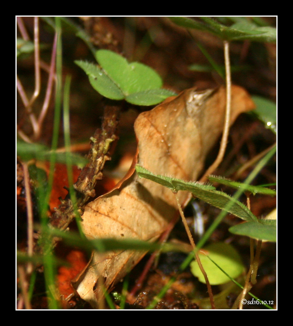 Herbstwald