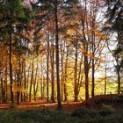 Herbstwald