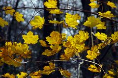 Herbstwald