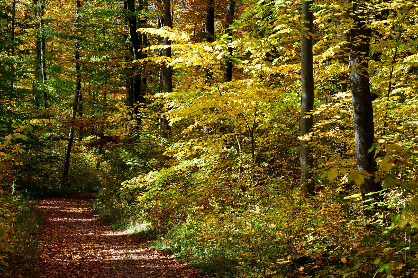 Herbstwald