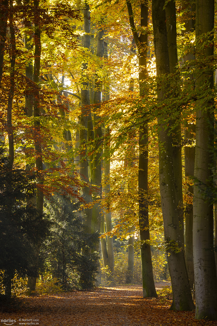 Herbstwald