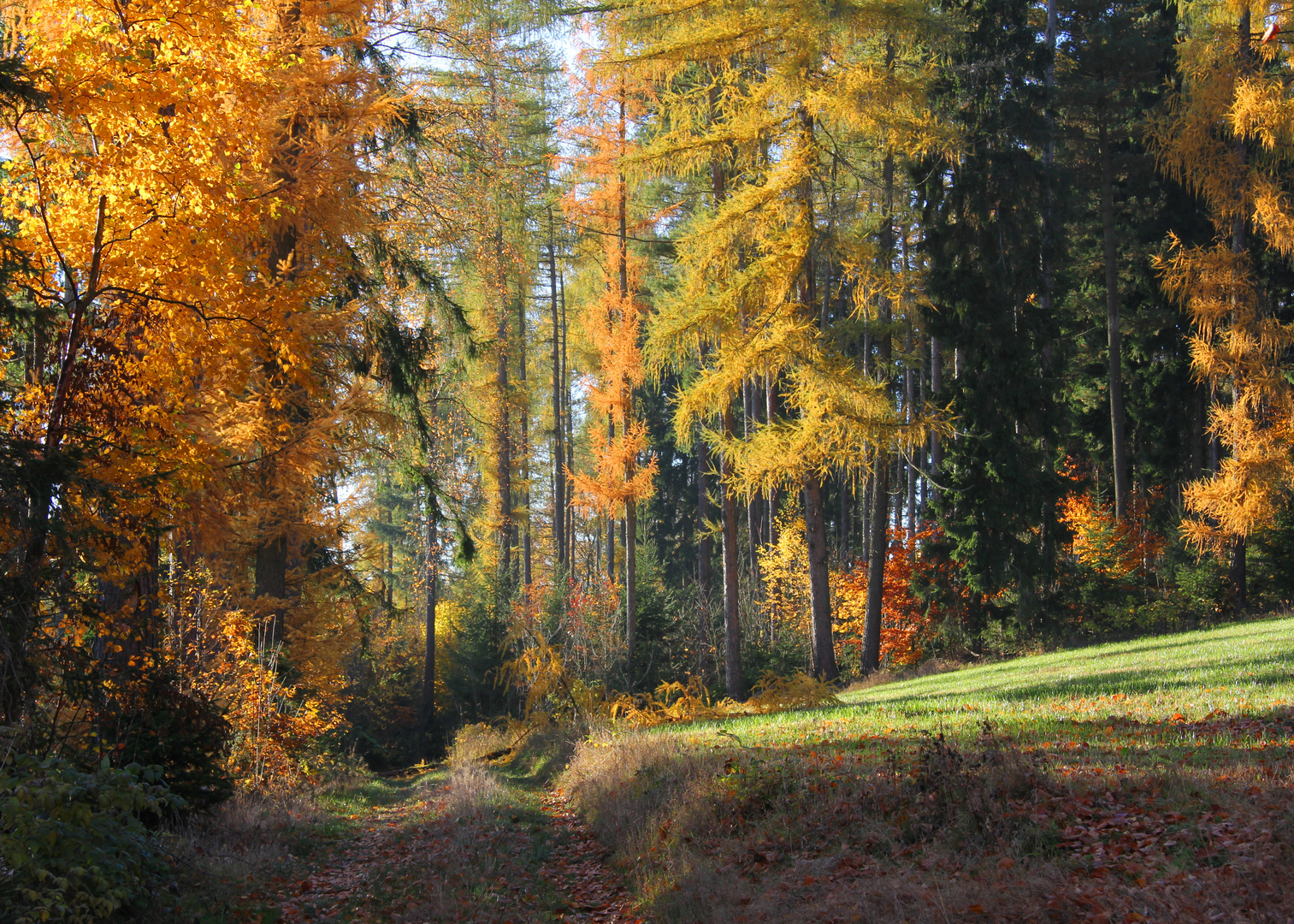 Herbstwald