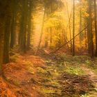 Herbstwald