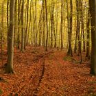 Herbstwald