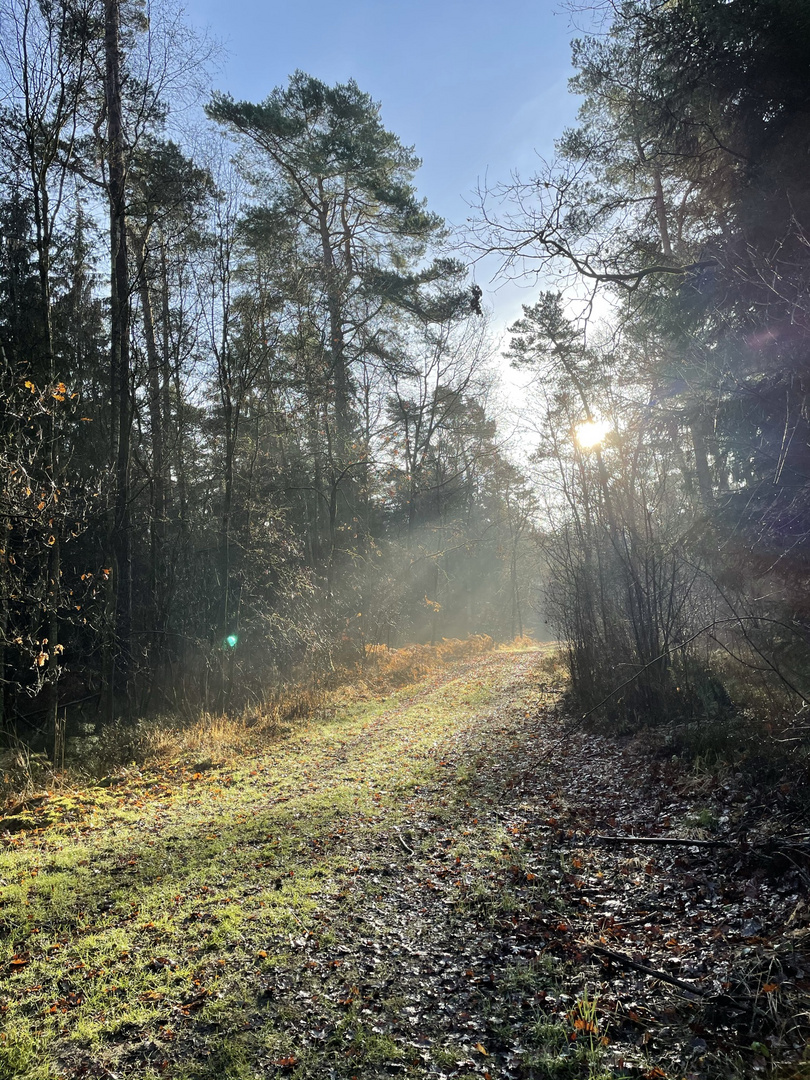 Herbstwald