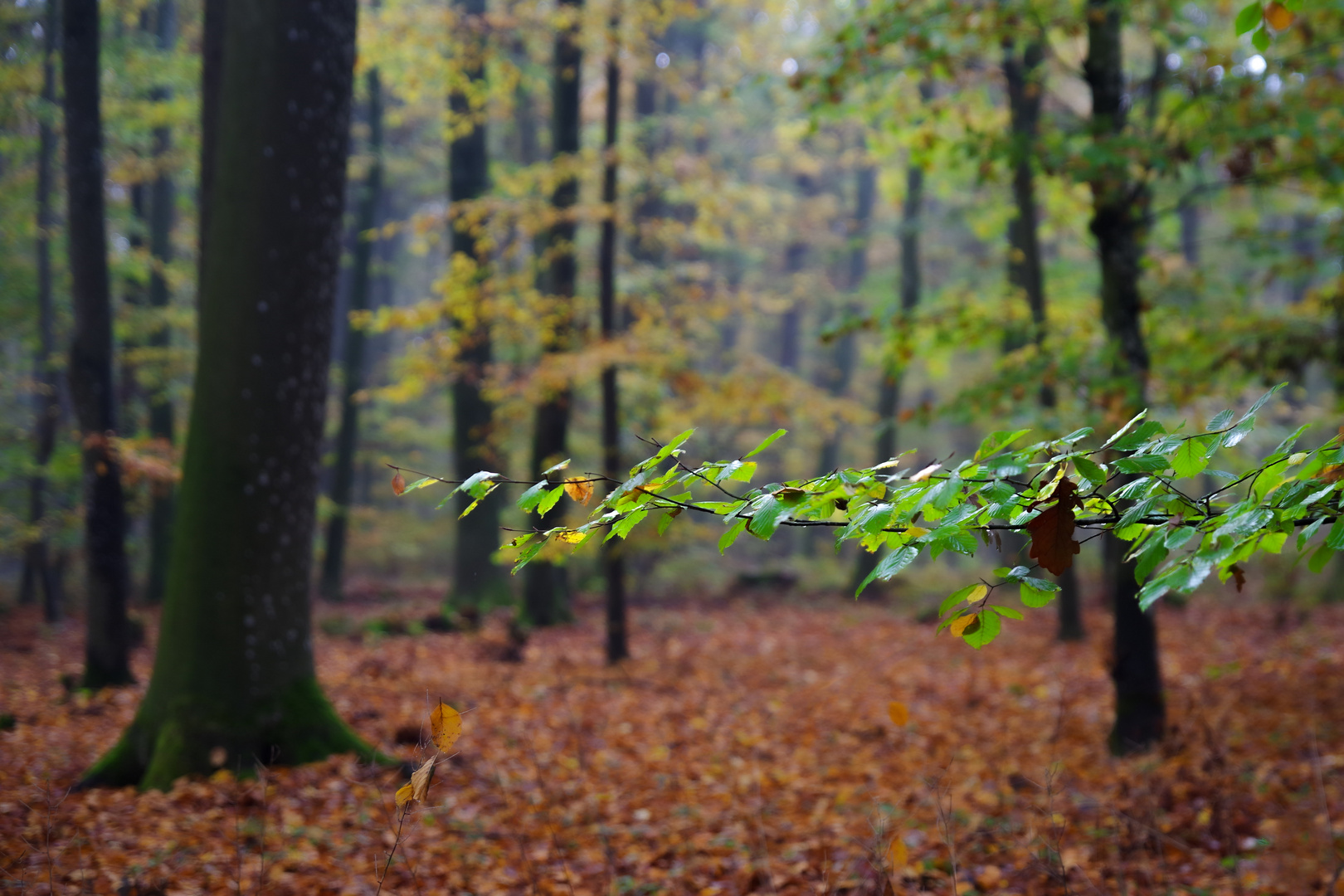 Herbstwald