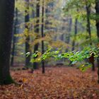 Herbstwald