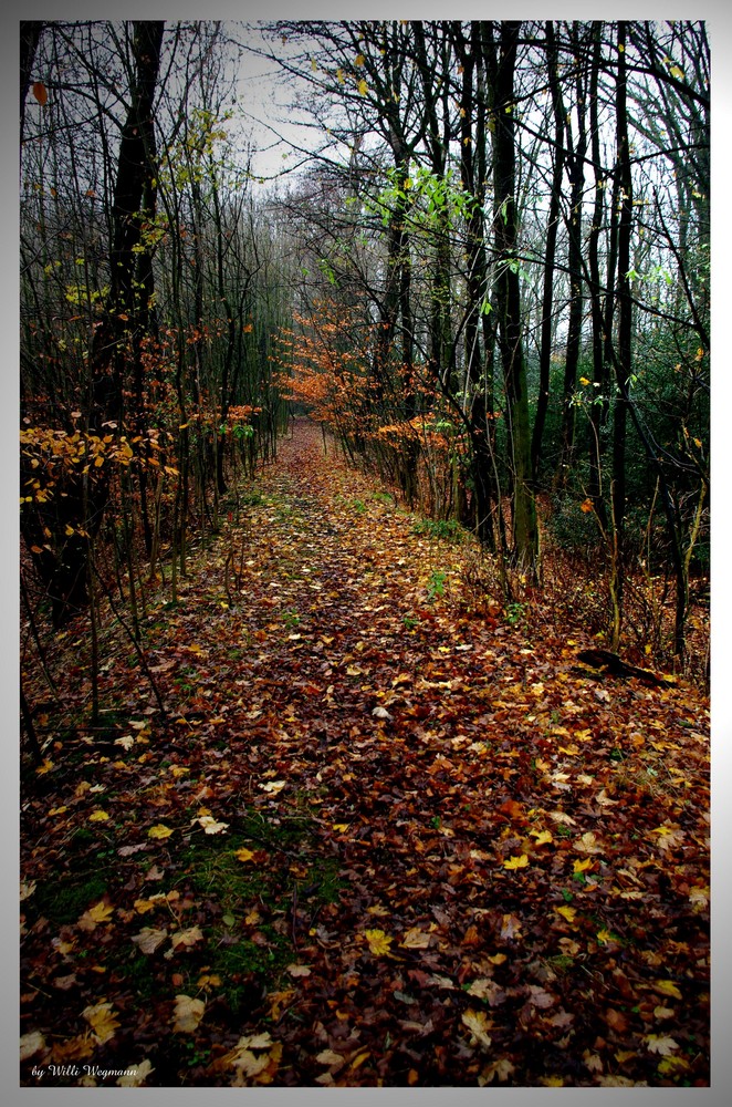 Herbstwald