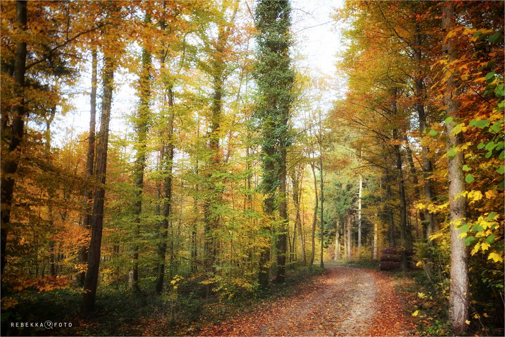 Herbstwald ..