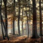 Herbstwald 