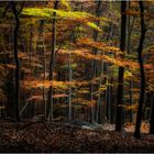 Herbstwald