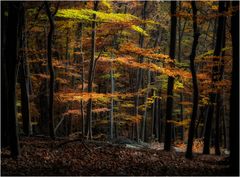 Herbstwald