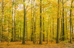 Herbstwald