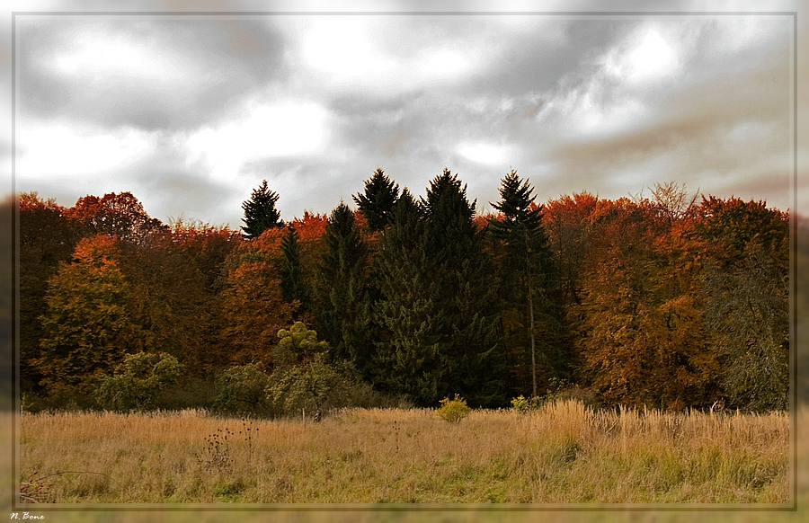 Herbstwald