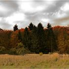 Herbstwald