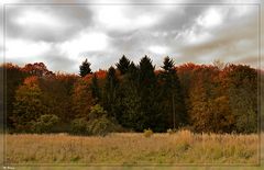 Herbstwald