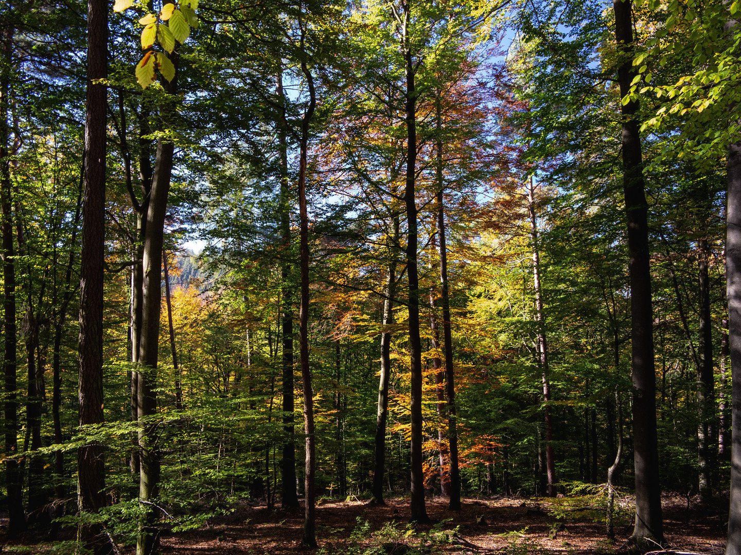 Herbstwald