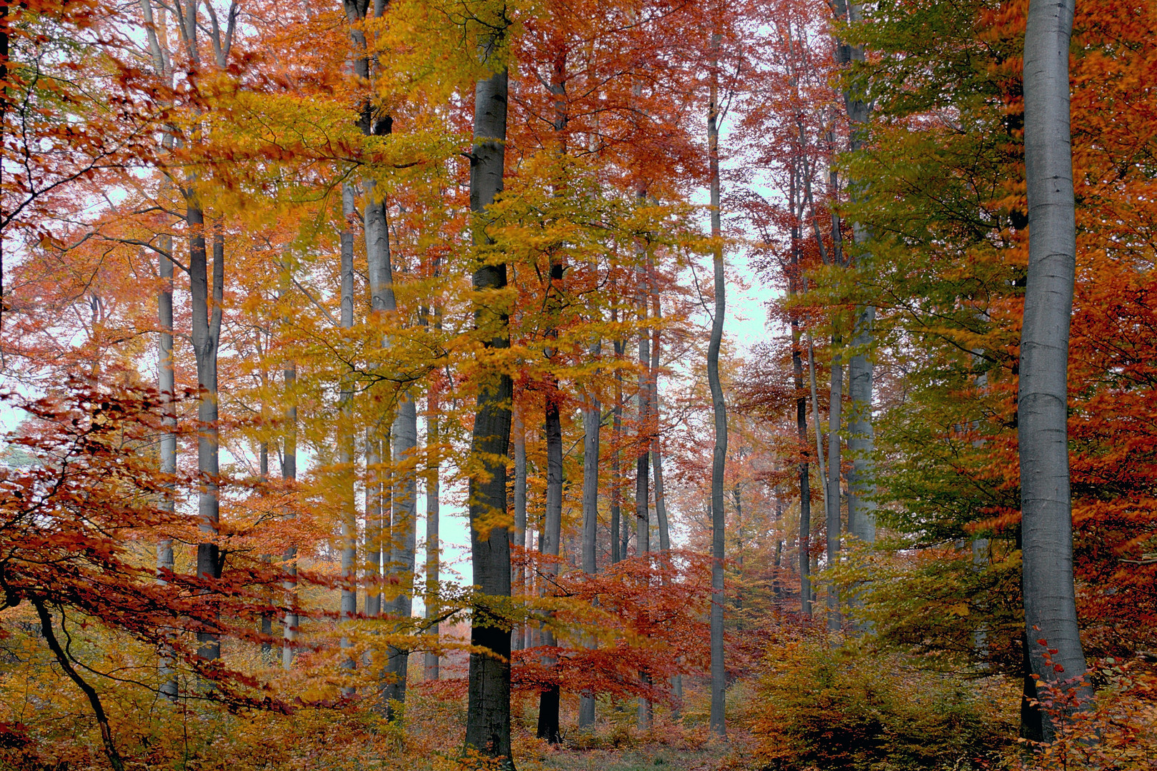 Herbstwald