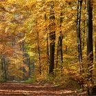 Herbstwald