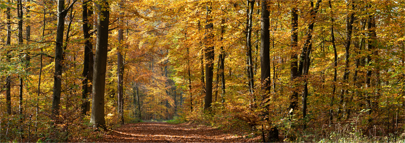 Herbstwald