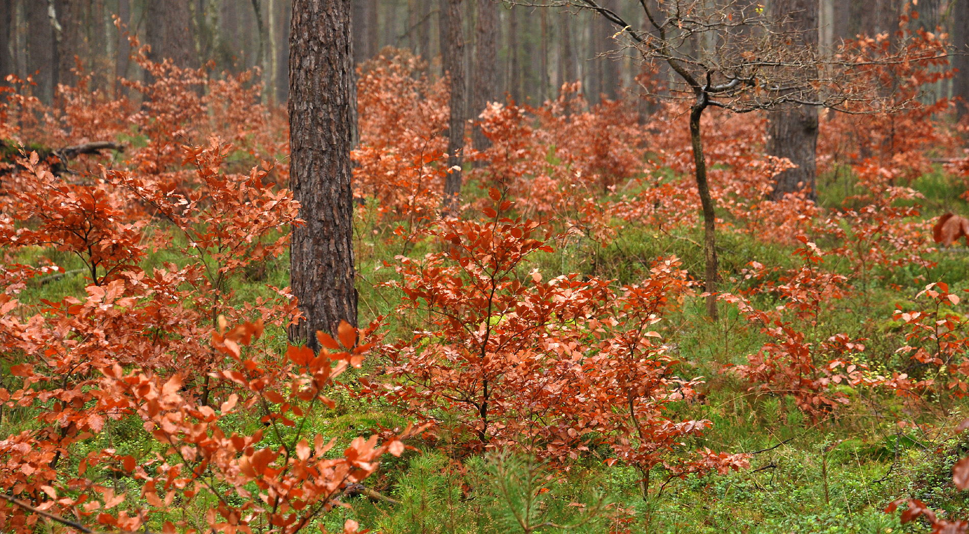 Herbstwald 