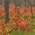 Herbstwald 