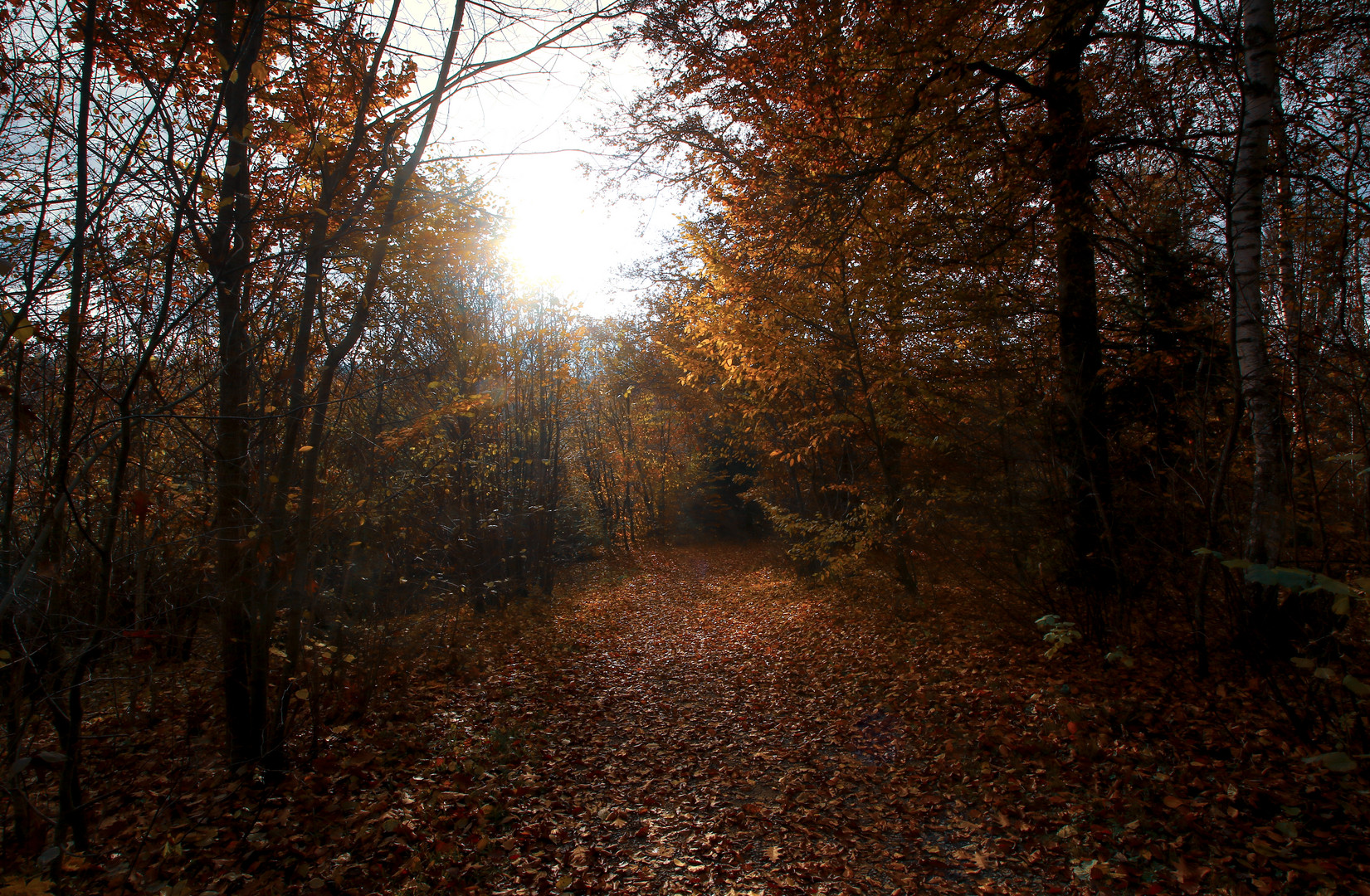 Herbstwald