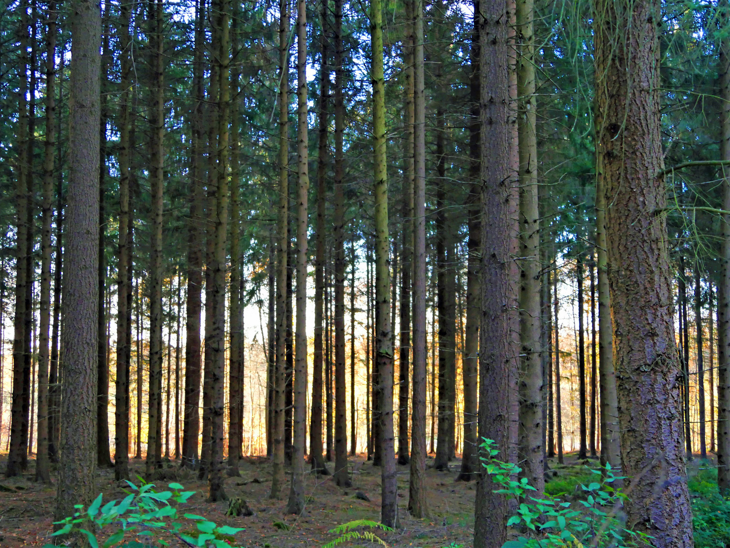 " Herbstwald "