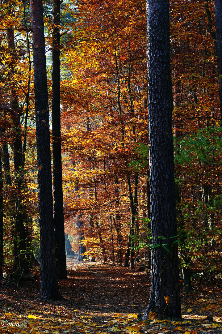 -Herbstwald-