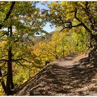 Herbstwald