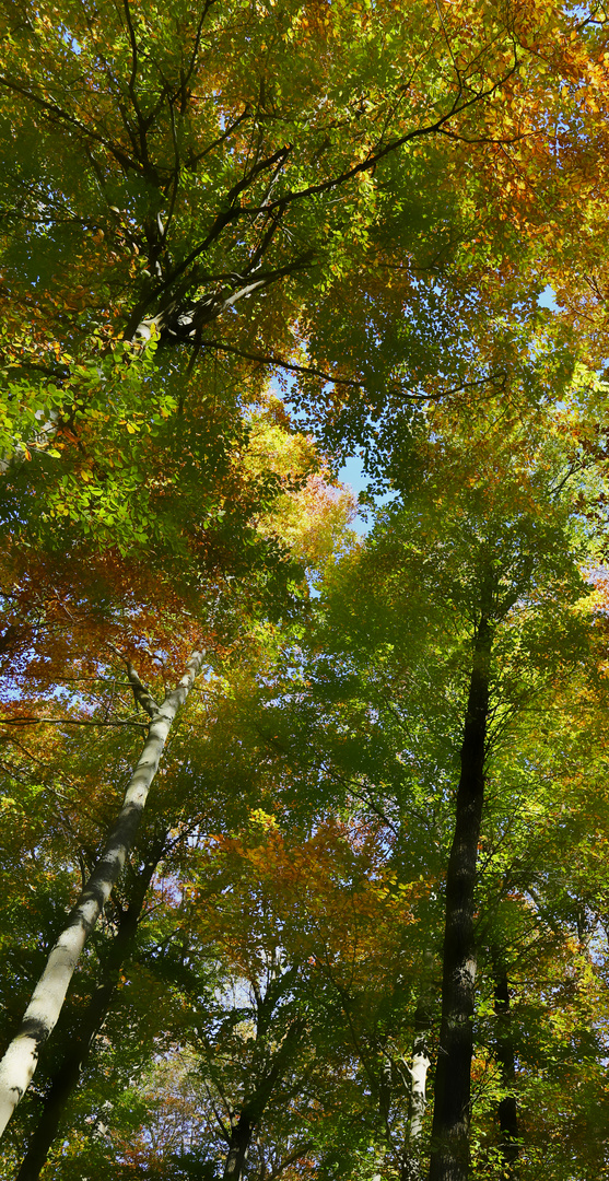 Herbstwald