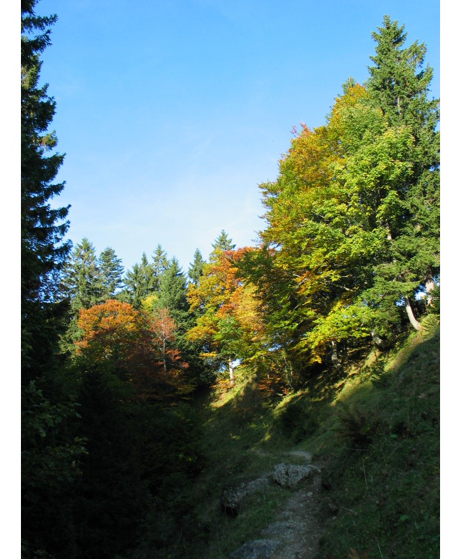 Herbstwald