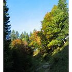 Herbstwald